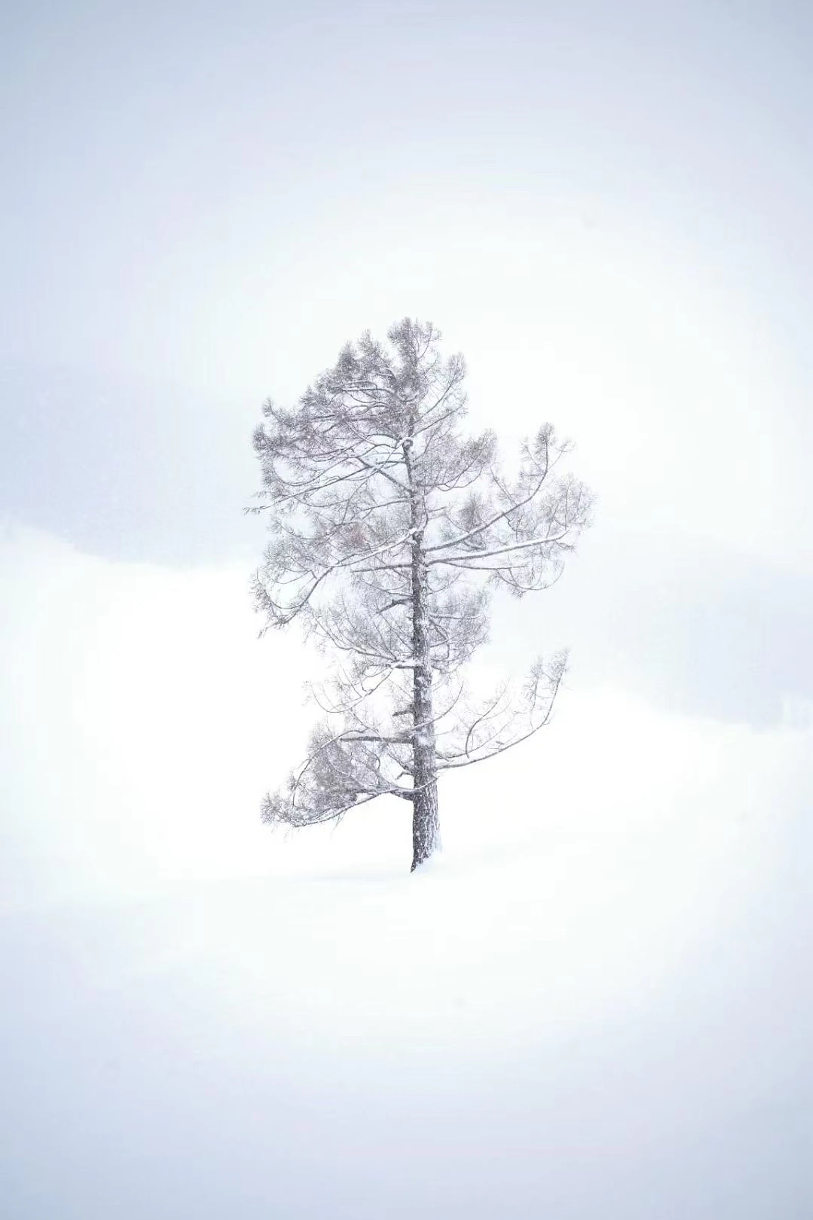 Tree photograph 01
