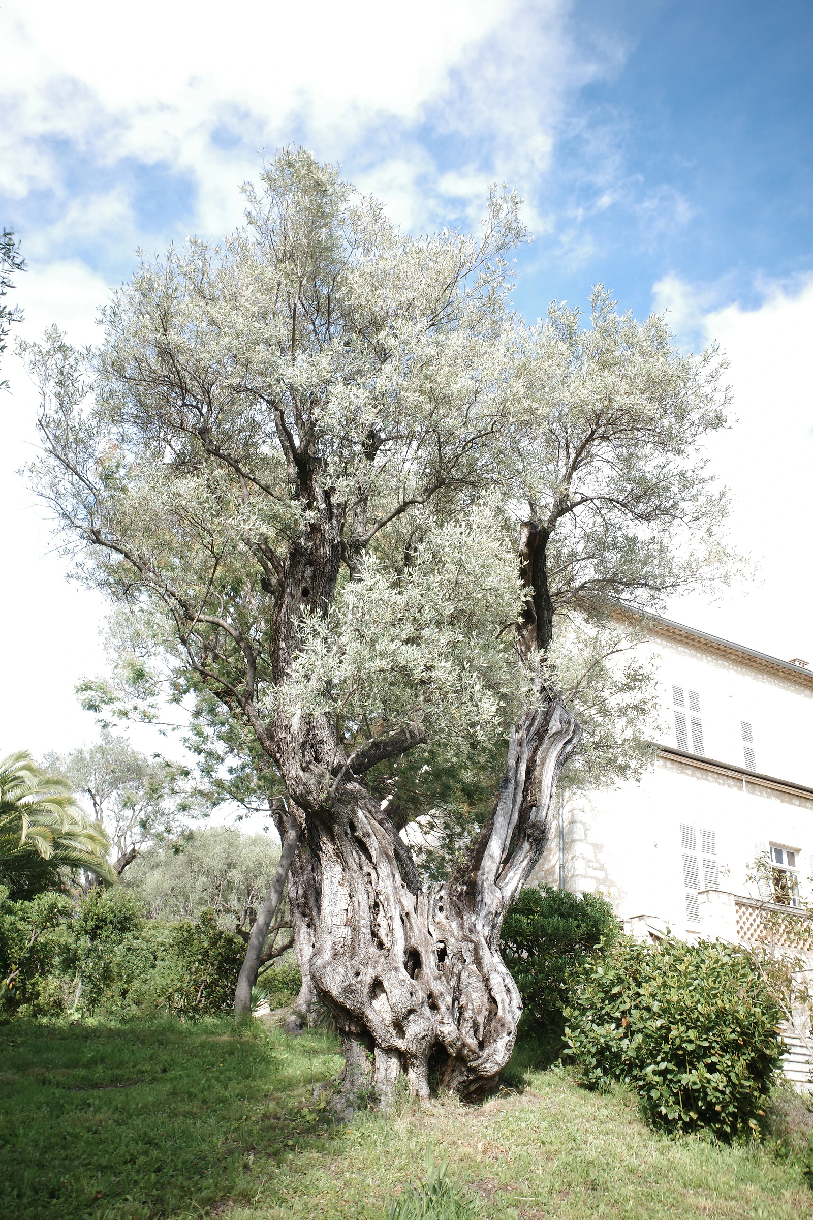 Tree photograph 10