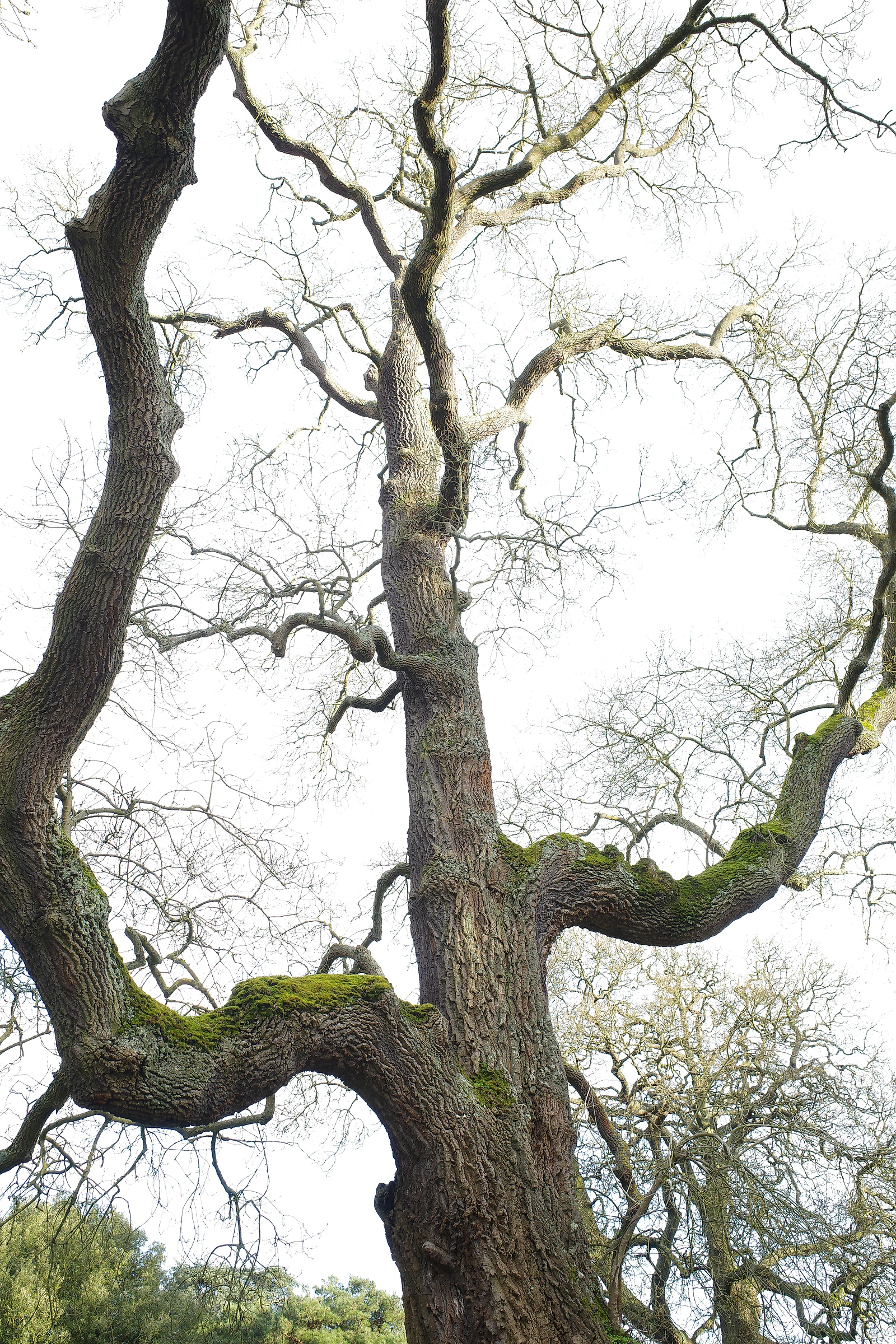 Tree photograph 31