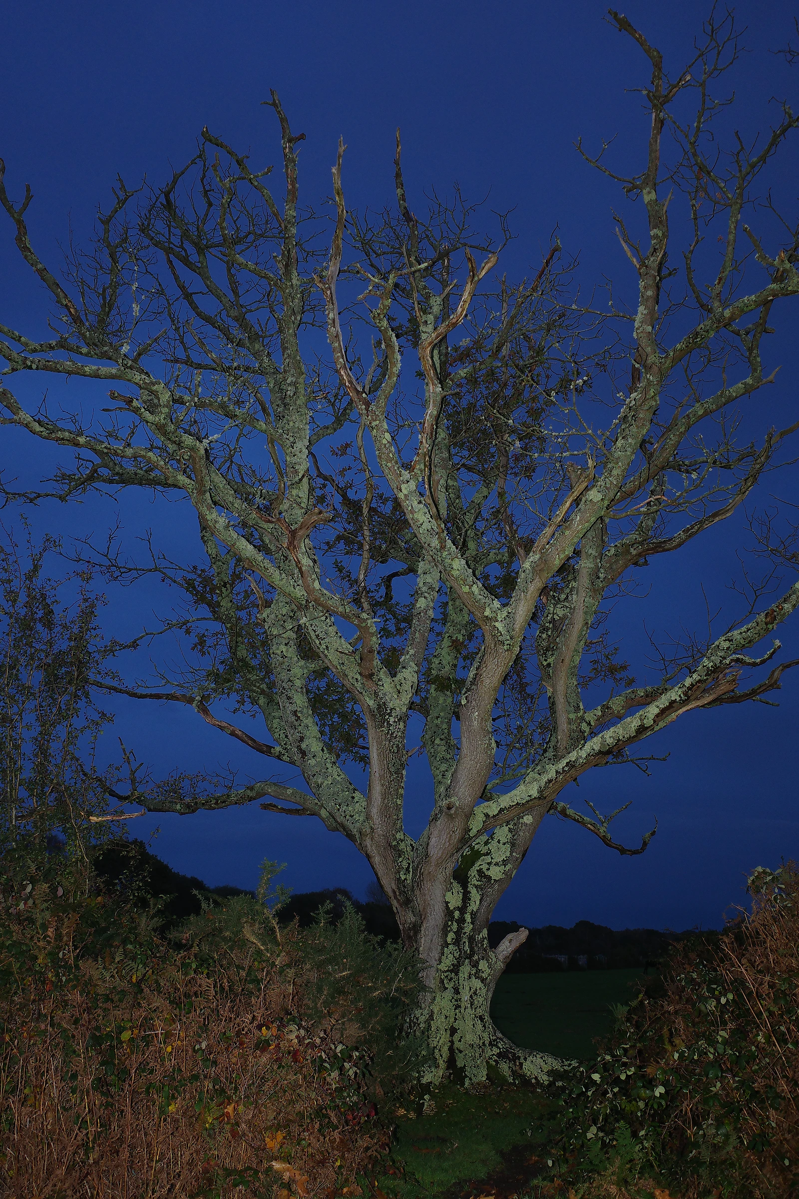 Tree photograph 40