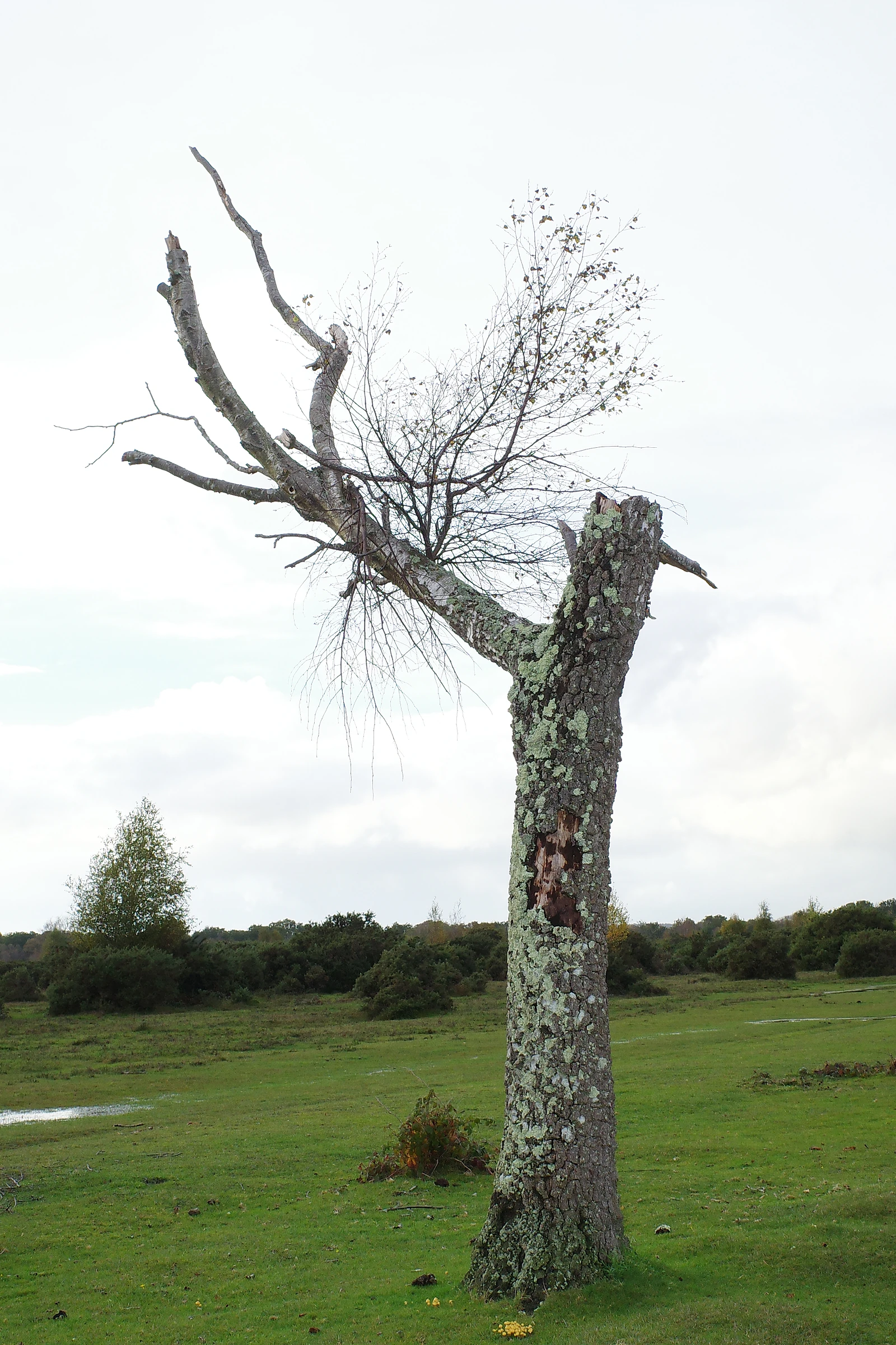 Tree photograph 41